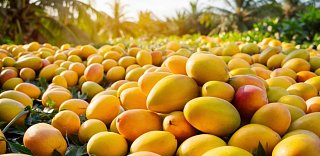 Mango - chutné ovocie s mnohými vitamínmi obrázek Mango - chutné ovocie s mnohými vitamínmi
